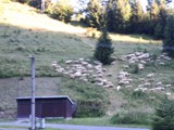 ovce na Motyčkách